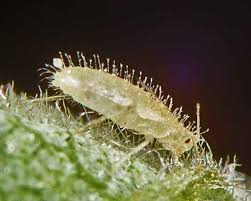 Attēlu rezultāti vaicājumam “Chaitophorus populeti”