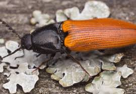 Attēlu rezultāti vaicājumam “Ampedus sp.”