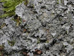 Attēlu rezultāti vaicājumam “Parmeliella triptophylla”