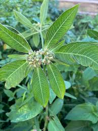 Attēlu rezultāti vaicājumam “Euphorbiaceae”