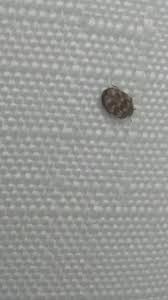 Attēlu rezultāti vaicājumam “Anthrenus verbasci”