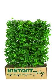 Attēlu rezultāti vaicājumam “Carpinus betulus”