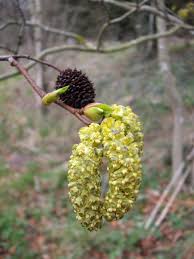 Attēlu rezultāti vaicājumam “Alnus glutinosa flower”