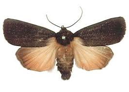 Attēlu rezultāti vaicājumam “Amphipyra livida”