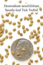 Attēlu rezultāti vaicājumam “Diderma cingulatum sessile”