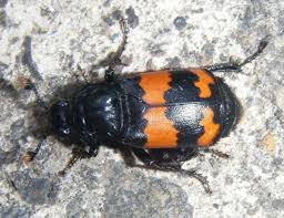 Attēlu rezultāti vaicājumam “Nicrophorus investigator”