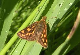 Attēlu rezultāti vaicājumam “Carterocephalus palaemon”