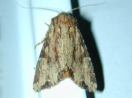 Attēlu rezultāti vaicājumam “Apamea ophiogramma”