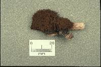 Attēlu rezultāti vaicājumam “Stemonitidaceae”