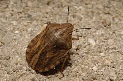 Attēlu rezultāti vaicājumam “Eurygaster testudinaria imago”