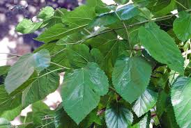 Attēlu rezultāti vaicājumam “Morus alba”