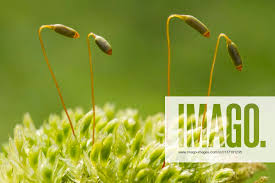 Attēlu rezultāti vaicājumam “Mnium hornum sporophyte”