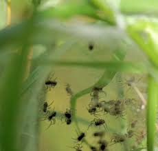 Attēlu rezultāti vaicājumam “Pisaura mirabilis cocoon”