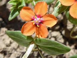 Attēlu rezultāti vaicājumam “Anagallis arvensis flower”