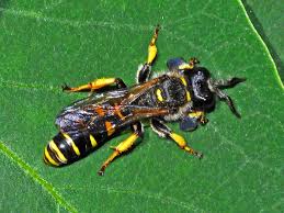 Attēlu rezultāti vaicājumam “Crabronidae”