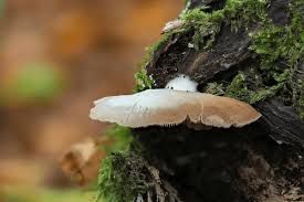 Attēlu rezultāti vaicājumam “Crepidotus applanatus”