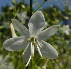Attēlu rezultāti vaicājumam “Anthericum ramosum”