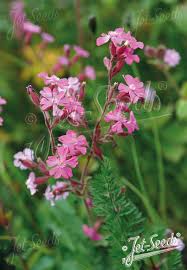 Image result for Silene dioica