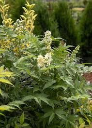 Attēlu rezultāti vaicājumam “Sorbaria sorbifolia flower”