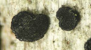 Attēlu rezultāti vaicājumam “Bacidia subincompta”