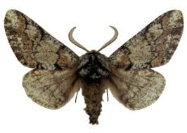 Attēlu rezultāti vaicājumam “Biston strataria”