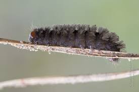 Attēlu rezultāti vaicājumam “Cybosia mesomella”