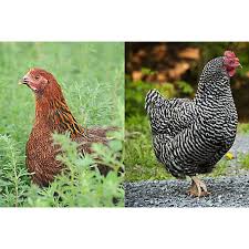 Image result for Plymouth Rhc