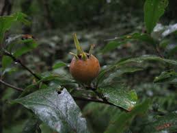 Attēlu rezultāti vaicājumam “Mespilus germanica fruit”
