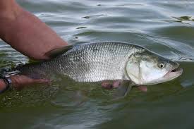 Image result for vissen