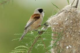 Image result for Remiz pendulinus