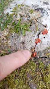 Attēlu rezultāti vaicājumam “Lycogala cf. fossiculatum macro”