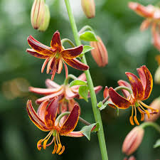 Image result for Lilium martagon `Arabian Night`