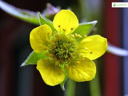 Attēlu rezultāti vaicājumam “Geum urbanum flower”