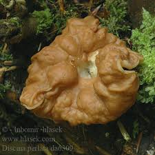 Attēlu rezultāti vaicājumam “Discina perlata”