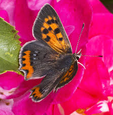 Attēlu rezultāti vaicājumam “Lycaena phlaeas male”