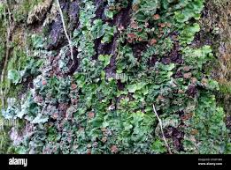 Attēlu rezultāti vaicājumam “Pleurosticta acetabulum”