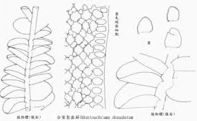 Attēlu rezultāti vaicājumam “Odontoschisma denudatum”