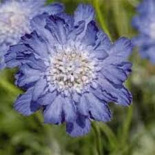Image result for scabiosa caucasica
