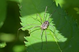 Attēlu rezultāti vaicājumam “Phalangium opilio”