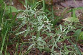Attēlu rezultāti vaicājumam “Gnaphalium uliginosum leaf”