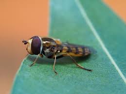 Attēlu rezultāti vaicājumam “Eupeodes nielseni”