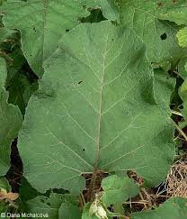 Attēlu rezultāti vaicājumam “Arctium tomentosum”
