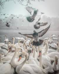 Image result for South Yorkshire Swans