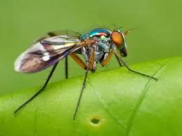 Attēlu rezultāti vaicājumam “Dolichopodidae”