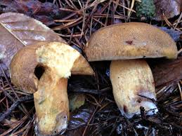 Attēlu rezultāti vaicājumam “Suillus variegatus”