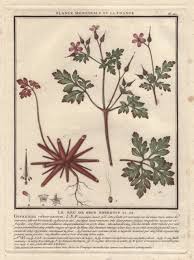 Attēlu rezultāti vaicājumam “Geranium robertianum”