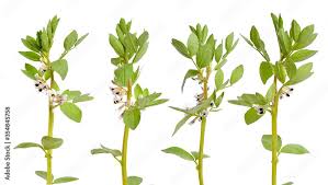 Attēlu rezultāti vaicājumam “Vicia faba flower”