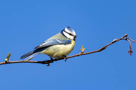 Image result for Cyanistes caeruleus