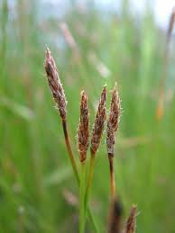 Attēlu rezultāti vaicājumam “Eleocharis uniglumis fruit”