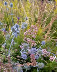 Attēlu rezultāti vaicājumam “Eryngium planum leaf”